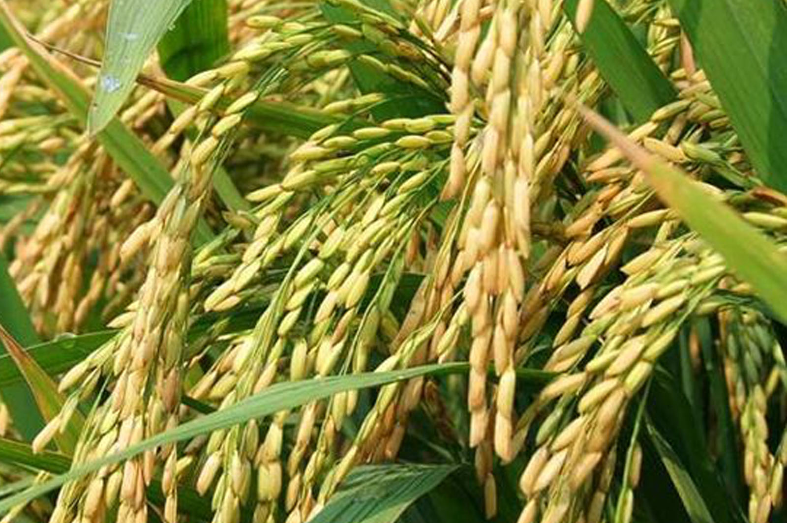 泰禾光电-水稻种子全场景解决方案